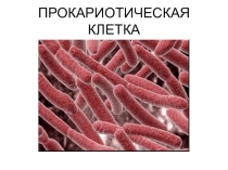 Презентация по биологии на тему Прокариотическая клетка