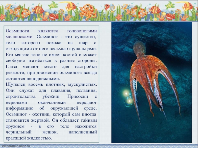 Осьминоги являются головоногими моллюсками. Осьминог - это существо, тело которого похоже на шар с отходящими от него