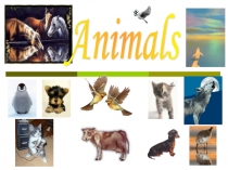 Презентация к уроку английского языка по теме Animals