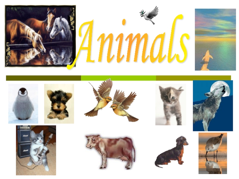 Доклад по теме Animals
