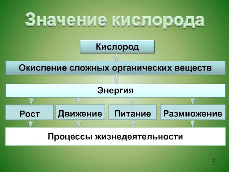 Дыхание проект по биологии