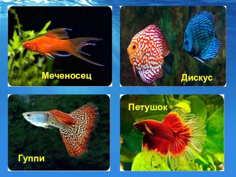 Виды аквариумных рыб с фото и названиями для начинающих