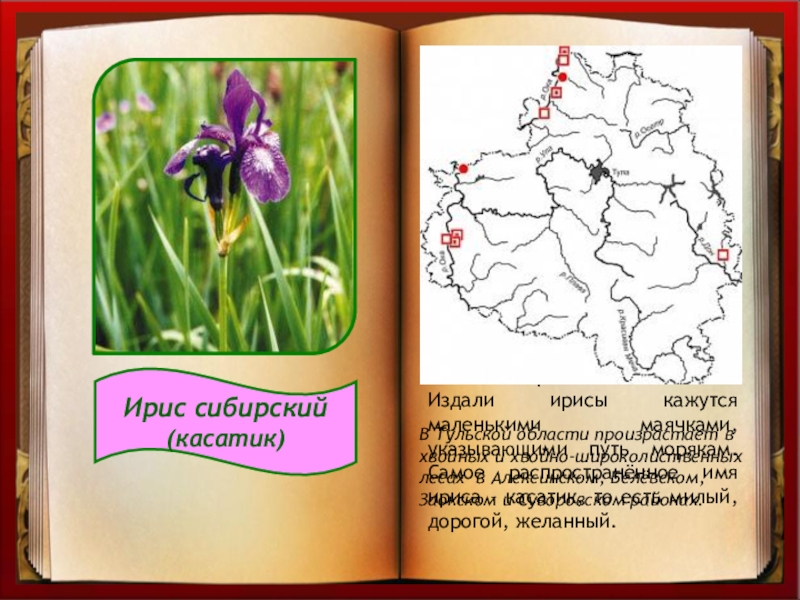 Растения красной книги омской. Красная книга Омской области растения. Растения красной книги Тульской области. Цветы из красной книги Омской области. Ирис красная книга.