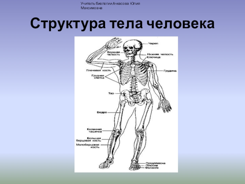 Изучающий строение тела