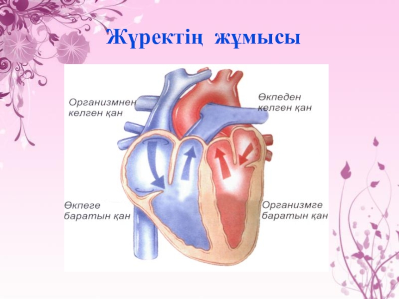 Кіші қан айналым шеңбері