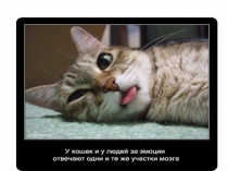 Презентация Кошки и собаки