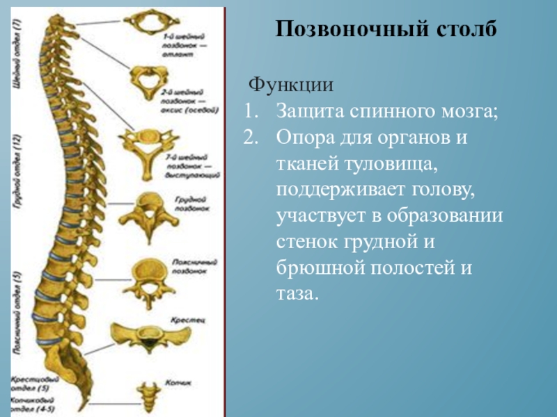 Отделы позвоночника s. Скелет позвоночного столба состоит из. Спинной позвоночник человека строение и функции. Позвоночный столб анатомия строение. Строение скелета отделы позвоночника.