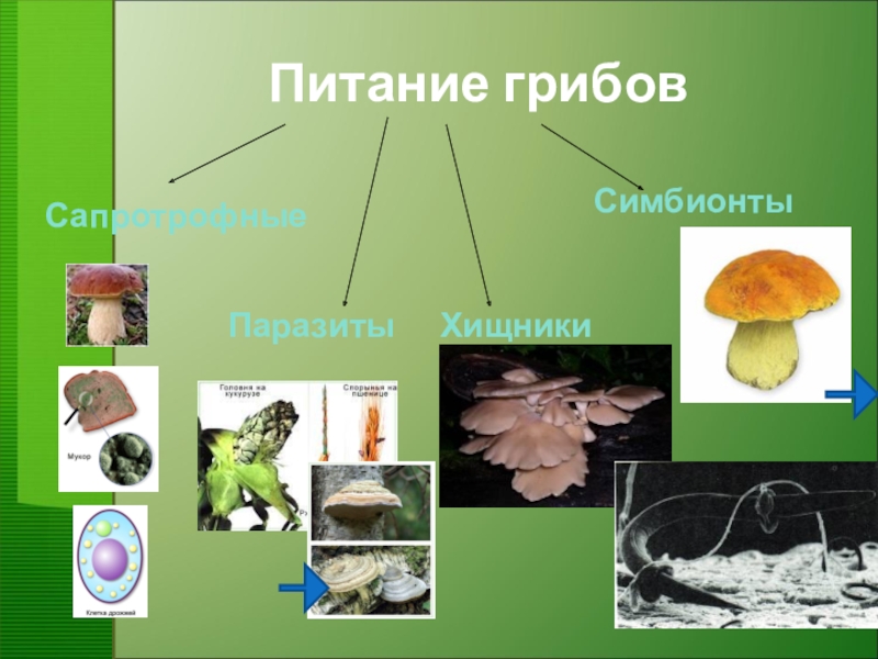 Проект грибы 7 класс