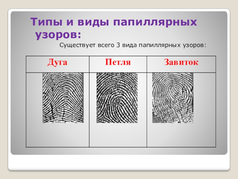 Папиллярные узоры пальцев. Типы и виды папиллярных узоров в криминалистике. Типы папиллярных узоров пальцев рук криминалистика. Тип вид и разновидность папиллярного узора. 3 Вида папиллярных узоров.