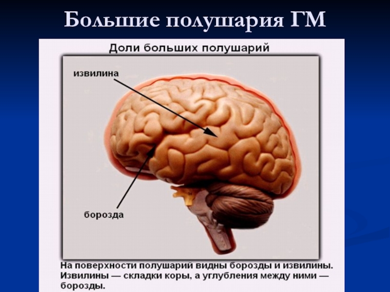 Тест по теме мозг 8 класс. Структура человеческого мозга. Строение головного мозга презентация. Строение головного мозга биология. Головной мозг 8 класс презентация.