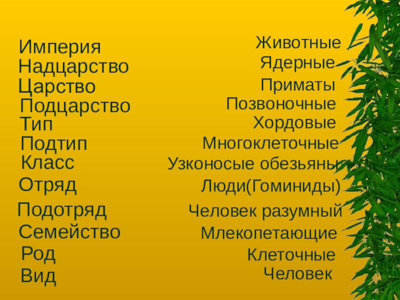 Надцарство. Царство Подцарство Тип Подтип класс. Империя Надцарство царство Подцарство Тип класс. Человек Империя Надцарство царство. Империя царство Тип.