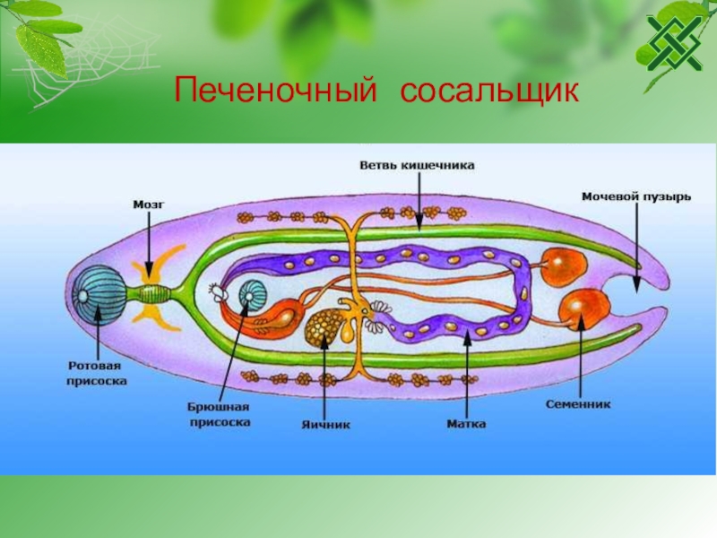 Плоские черви биология 7 класс