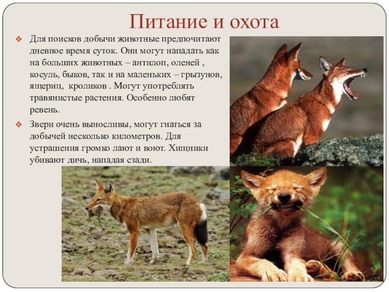 Международная красная книга 4 класс презентация