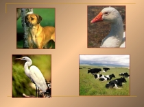 Кубановедение будем жить в ладу с природой