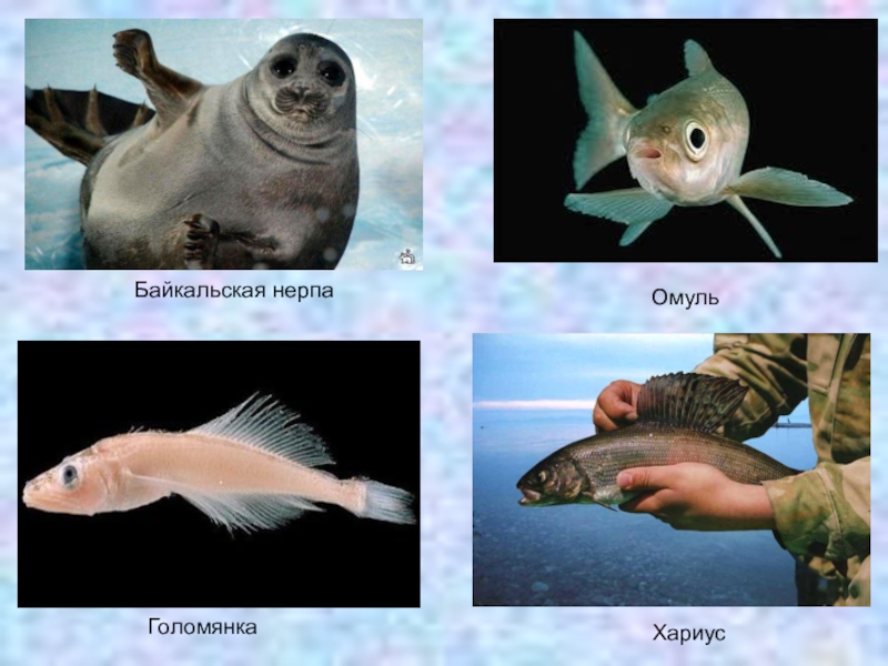 Рыбы байкала список и фото