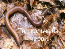 Тип кольчатые черви . 7 класс