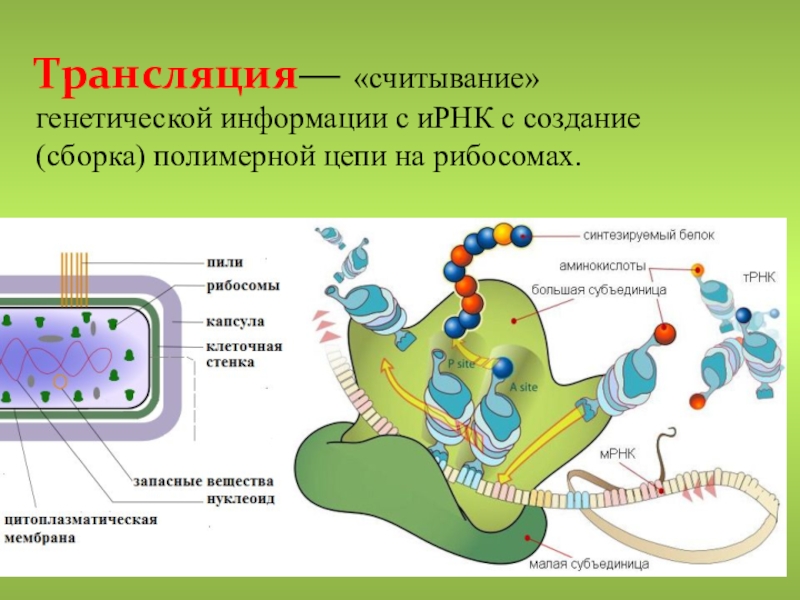 рибосомы наследственная информация. строение рибосом биохимия. трансляция считывание генетической информации. транскрипцией называют процесс. трнк.