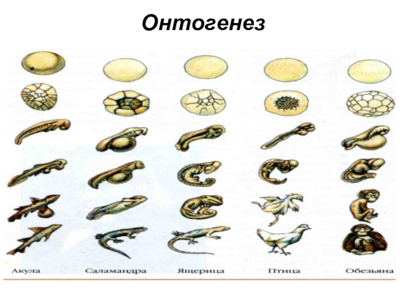 Схема онтогенеза лягушки