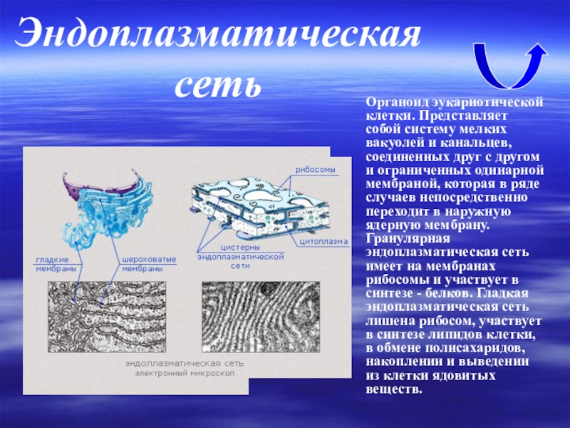 Органоиды клетки эндоплазматическая сеть. Органоиды эндоплазматическая сеть. Эндоплазматическая сеть эукариотической клетки. Эндоплазматическая сеть представляет собой.