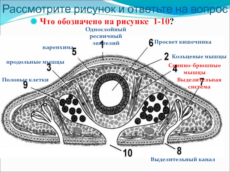 Рассмотрите рисунок 1