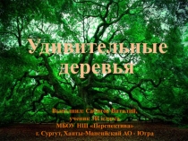 Удивительные деревья
