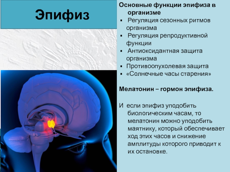 Роль мозга в организме. Эпифиз анатомия функции. Эпифиз шишковидное тело гормоны. Строение мозга человека эпифиз. Анатомия шишковидной железы, функция.