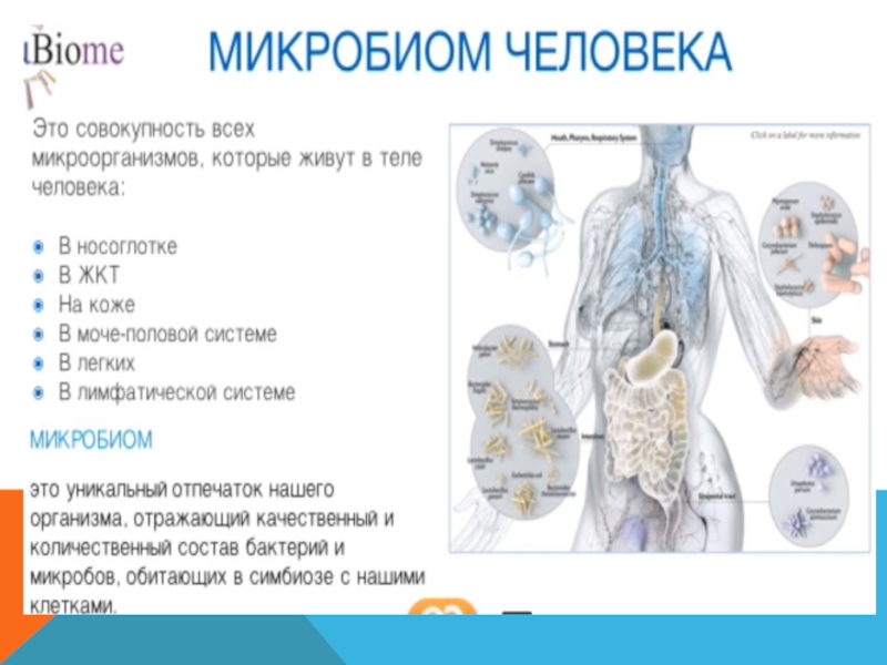 Микробиом человека презентация