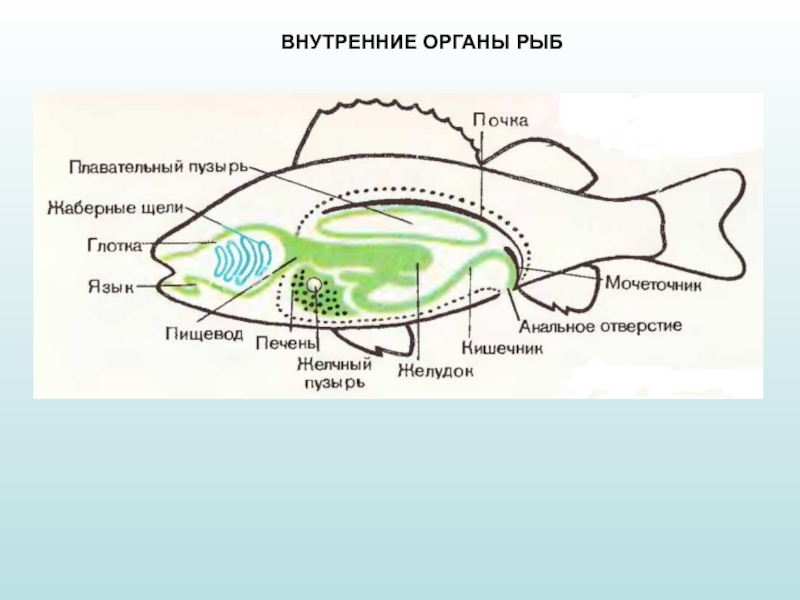 Органы рыбы схема