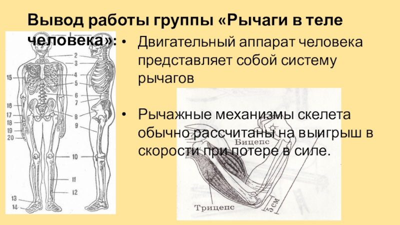 Презентация на тему рычаги в теле человека