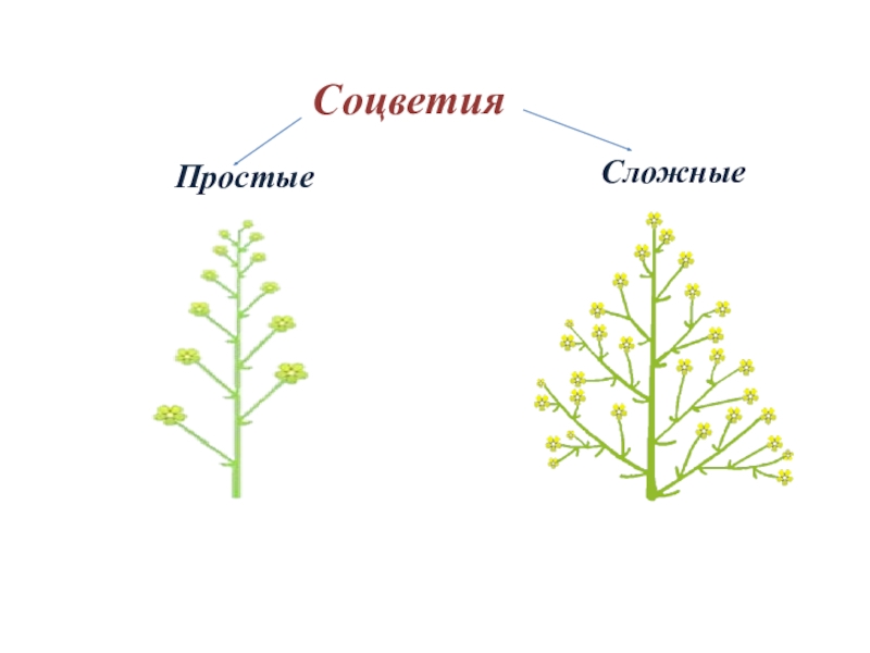 Биологическое соцветие. Простые и сложные соцветия. Структура соцветия. Соцветия 6 класс биология. Сложные соцветия.