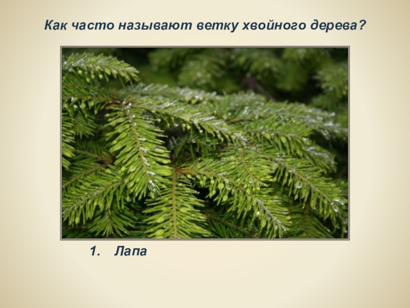 Как часто называют. Как часто называют ветку хвойного дерева. Еловая викторина. Как называется хвойные деревья ветками. Хвойная викторина.