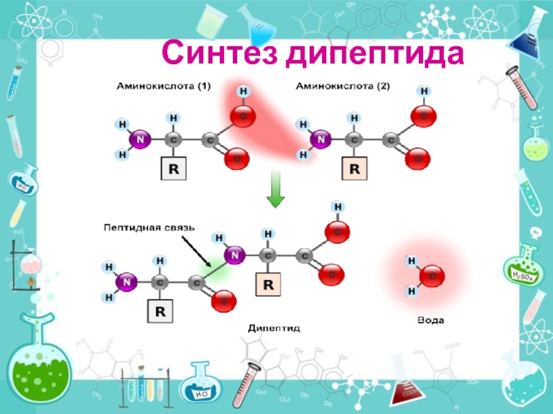 Схема образования дипептида