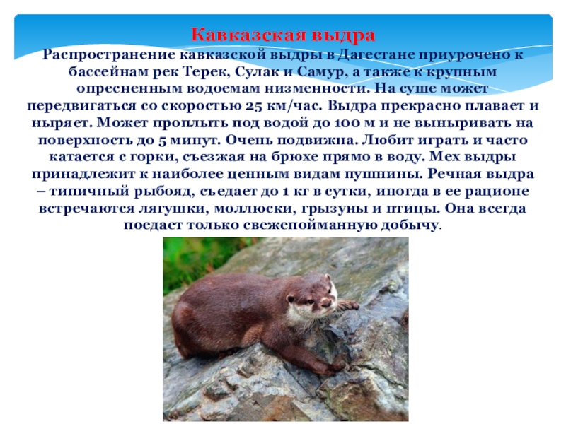 Животные кавказа сообщение. Кавказский горный козел из красной книги. Животные красной книги краснодарского края. Презентация животные кавказского заповедника. Кавказский тур красная книга.