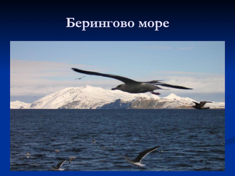 Проект сибирского моря