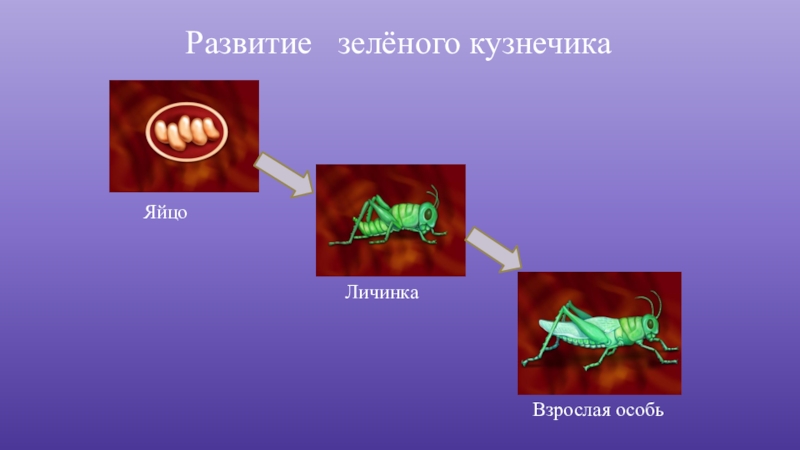 Развитие кузнечика. Яйцо личинка взрослая особь. Развитие кузнечика яйцо личинка кузнечика. Личинка и взрослая особь кузнечик. Размножение и развитие кузнечика 3 класс.