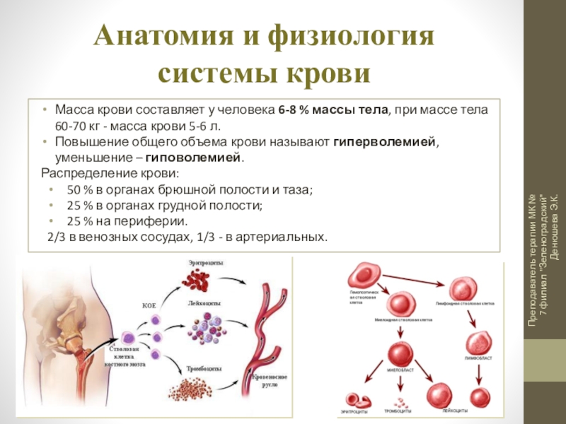 Кровь физиология презентация