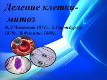 Презентация к уроку в 9 классе по теме Деление клетки.Митоз