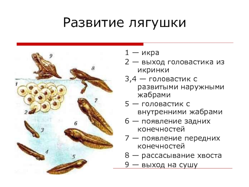 Годовой проект по биологии 7 класс