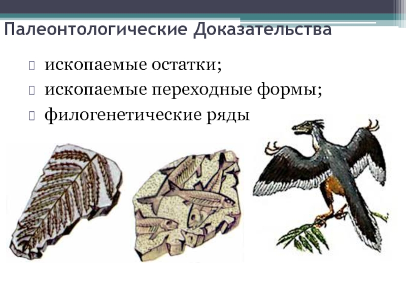 Какая группа доказательств эволюции живой природы изображена на рисунке 1 палеонтологические