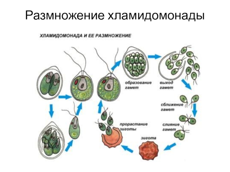 Размножение хламидомонады рисунок