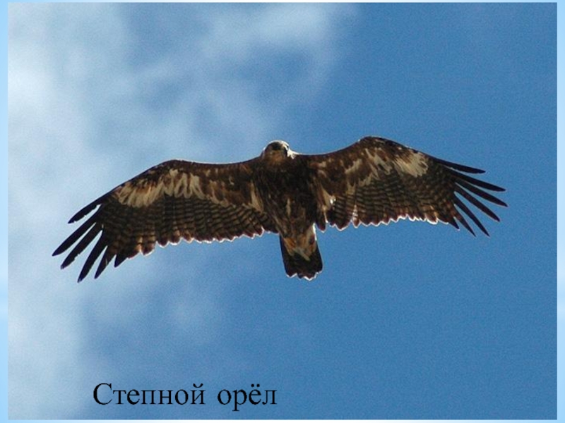 Орел 4 класс. Степной Орел Ульяновск. Орел Степной классификация. Скорость полета у степного орла. Орел Степной Амурской области.