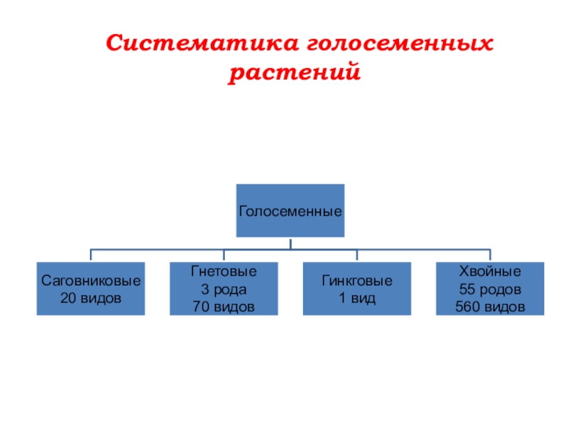 Классы голосеменных