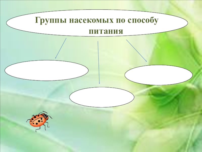 Группы насекомых. Насекомые по способу питания. Способы питания насекомых. Группы насекомых по способу питания. Насекомые по типу питания делятся.