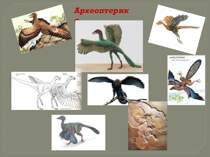 Расцвет млекопитающих появление птиц. Археоптерикс Эволюция птиц. Археоптерикс хищник. Археоптерикс вид снизу. Археоптерикс Найджел.