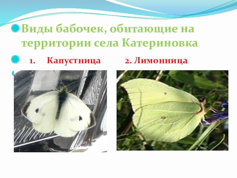 Виды бабочек, обитающие на территории села Катериновка  1.   Капустница