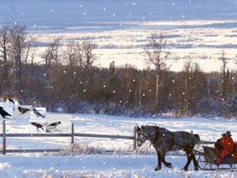 Какая пороша будет завтра. Пороша. Настроение Есенина пороша. Имя пороша. Настроение в произведении пороша.