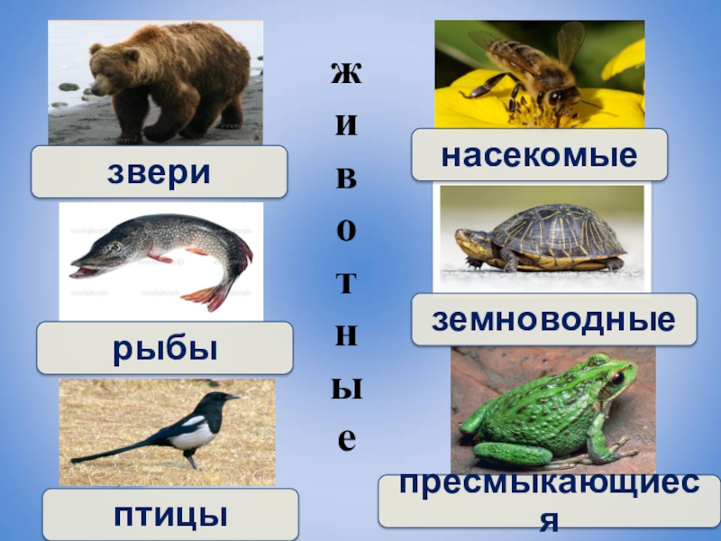 Привести пример животных каждой группы
