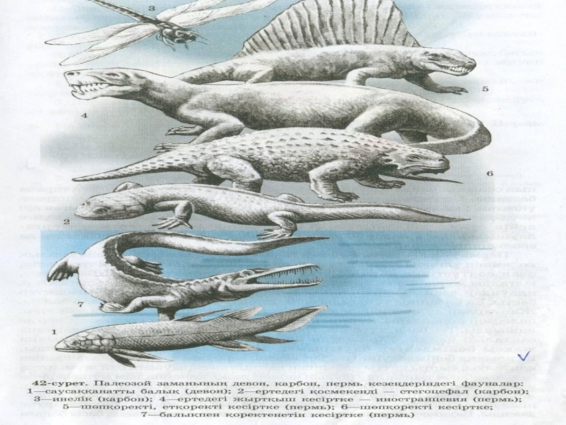 Палеозой 5 букв. Эволюция рыб в палеозое схема. Континенты в палеозое. Раскраска палеозой лабиринтодонт. В позднем палеозое преобладали рыбы земноводные.