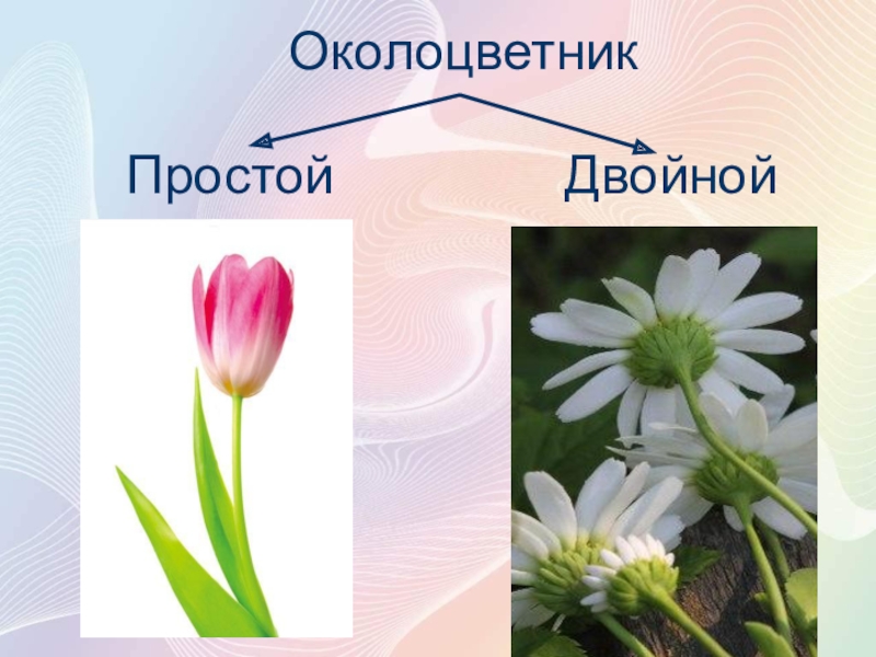 Простые цветки биология. Двойной околоцветник. Простой околоцветник. Простой цветок биология. Простые и двойные цветки.