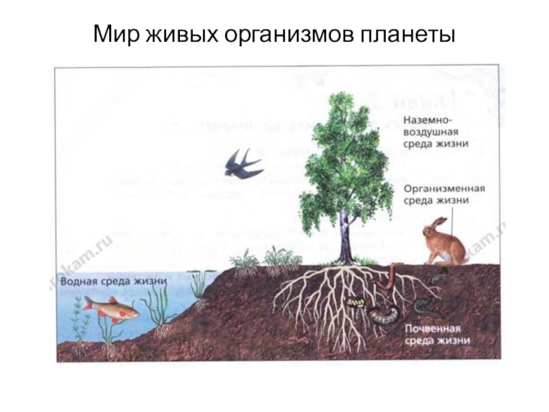 Приспособления организмов к жизни в природе 5 класс фгос пономарева презентация